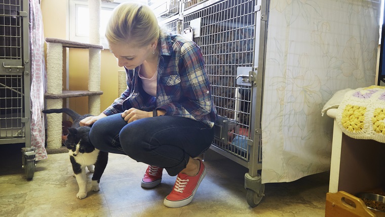 Female volunteer petting a cat in animal shelter