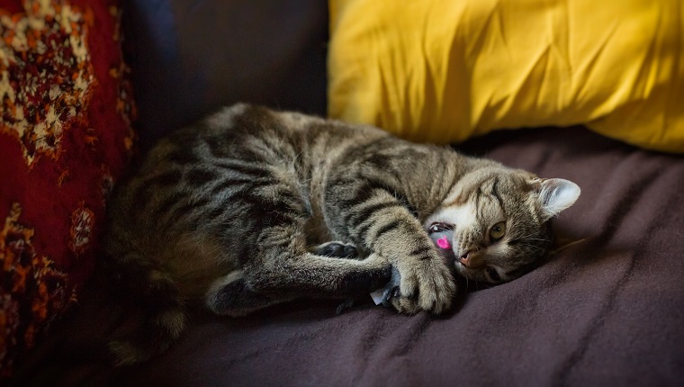 Cat playing with his toy mouse