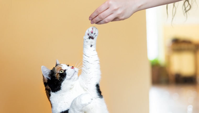 Calico cat standing up on hind legs, begging, picking, asking food in living room, doing trick with front paw, claws with woman hand holding treat, meat