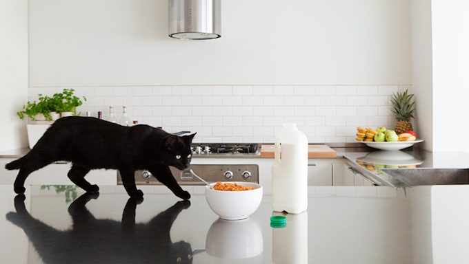 cat on kitchen counter next to cereal