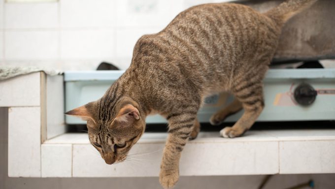 cat about to jump from counter