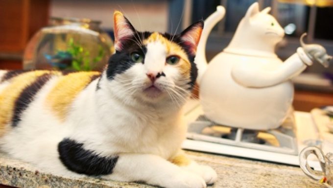 cat sitting on counter next to cat-themed tea kettle