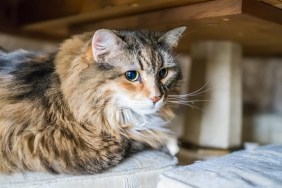 Scared shy calico tabby maine coon cat under table