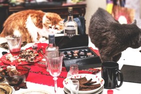 Two cats in really mess on morning table after big party