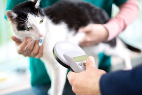 Veterinarian identify cat by microchip implant