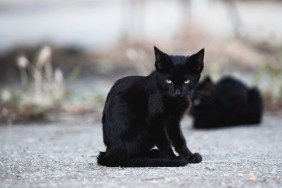 Photograph of a stray black cat puppy