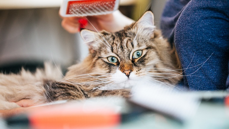 Front View of a Cat, Grooming Brush Above it's Head