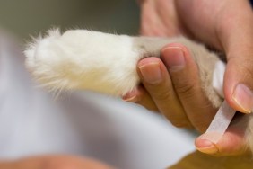 Vet putting a bandage around a cat’s leg.