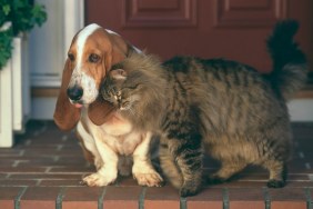 Cat Nuzzling Basset Hound