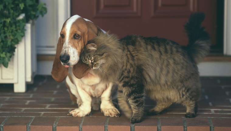 Cat Nuzzling Basset Hound