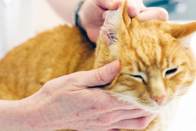 Veterinarian inspecting cats ear