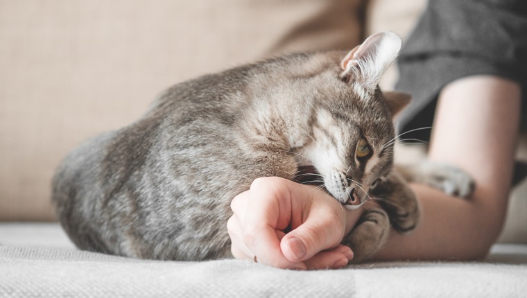 Aggressive gray cat attacked the ownerâs hand. Beautiful cute cat playing with woman hand and biting with funny emotions.