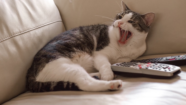 Cat hissing aggressively, lying on a couch with TV remotes.