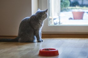 Domestic cat in home interior.