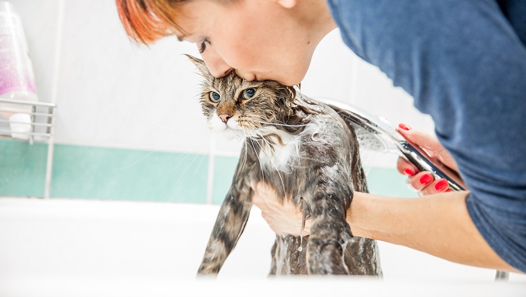 Adult Woman Washing Siberian Cat in Bathtub.