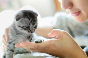 Girl shaking hand with Scottish cat.