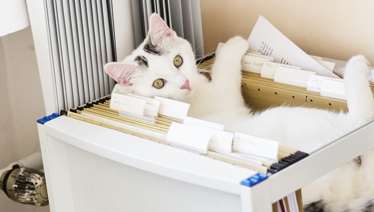 little 5 month old white cat, found a nice place in office of owner