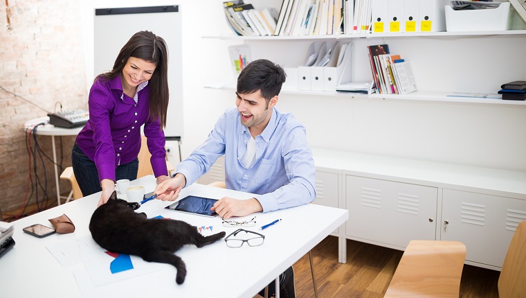 Playfull cat in the office with two business people,playing