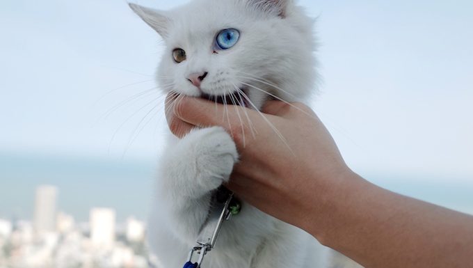 kitten on leash bites finger