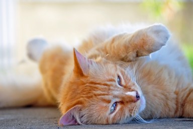 Cat lazing around one lovely summers afternoon.