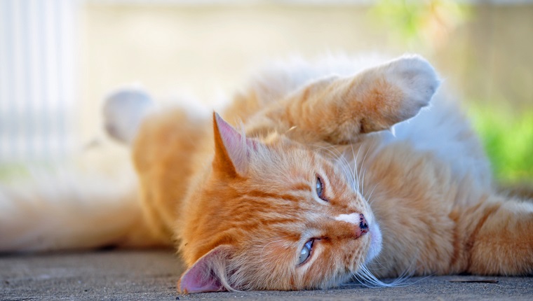 Cat lazing around one lovely summers afternoon.