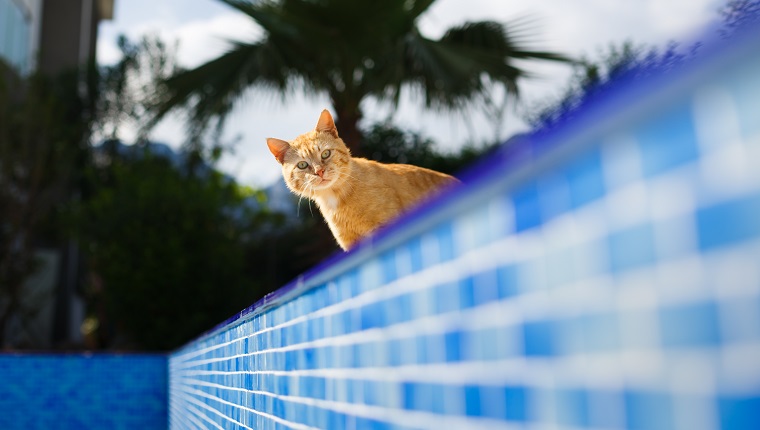 Frightened red cat looks inside the empty pool