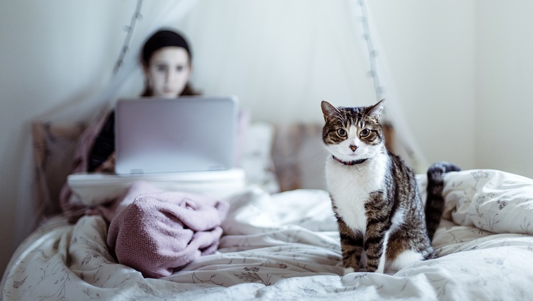 Tabby cat sitting on a bed with a girl looking at her cumputer