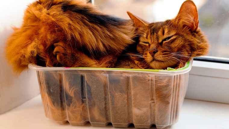 Somali cat lie inside transperent plastic box