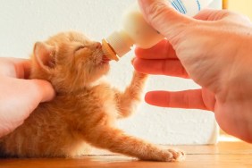 Four-week-old orange tabby kitten bottle feeding