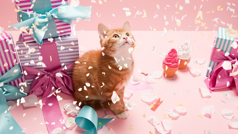 Kitten with confetti and gifts