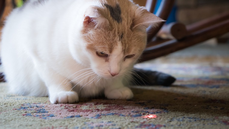 A beautiful calico cat staring at a red dot from a laser pointer