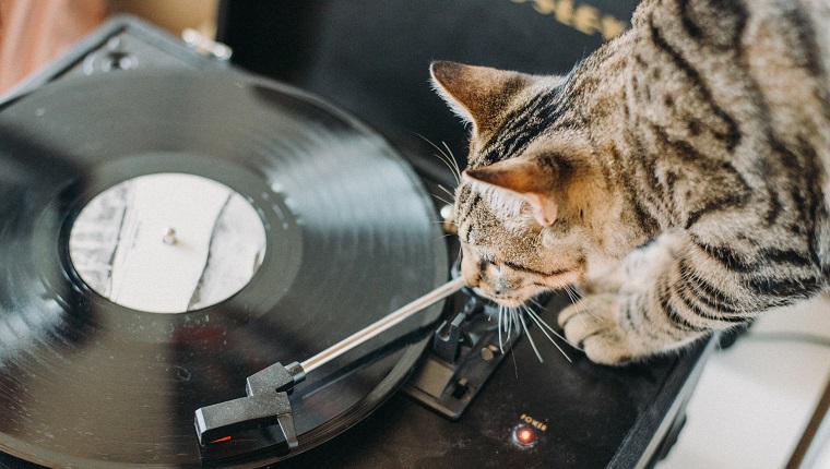 Close-Up Of Cat With Turntable