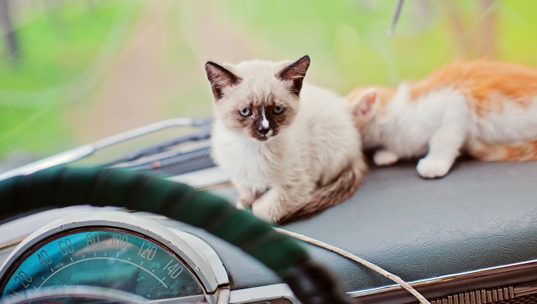 Two kittens on dashboard of retro car, Novosibirsk, Russia