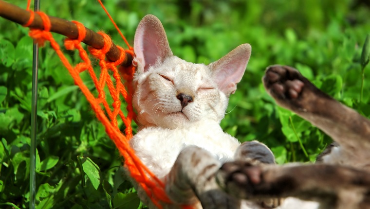 white cat relax on orange hammock