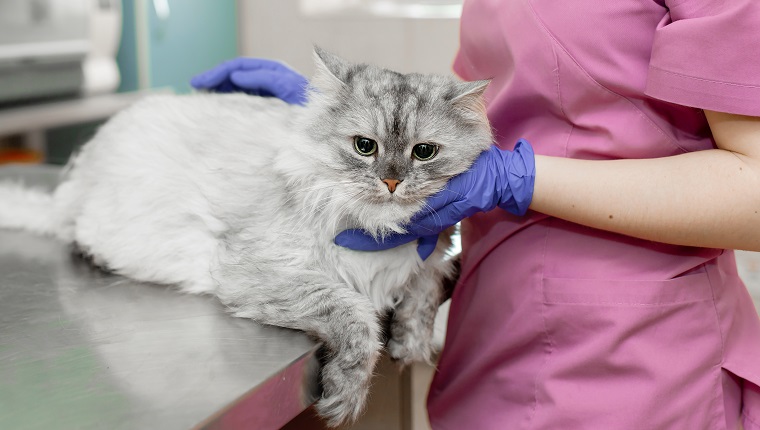 young woman professional veterinarian strokes a big gray cat on table in veterinary clinic.