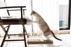 Cat jumping on chair.