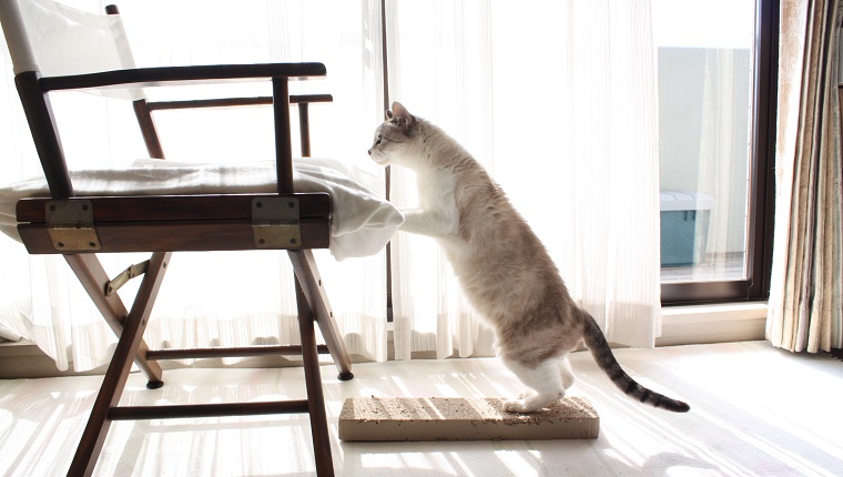 Cat jumping on chair.