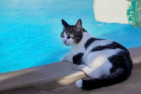 Black and White coloured cat l relaxing near pool. Stock Image.