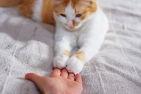 Friendship between human and cat. Paws are on the hand