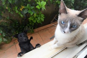 A siamese cat is sitting on the windowsill, and a black dog is trying to catch it.