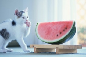 Kitten Licking Paw by Melon Wedge