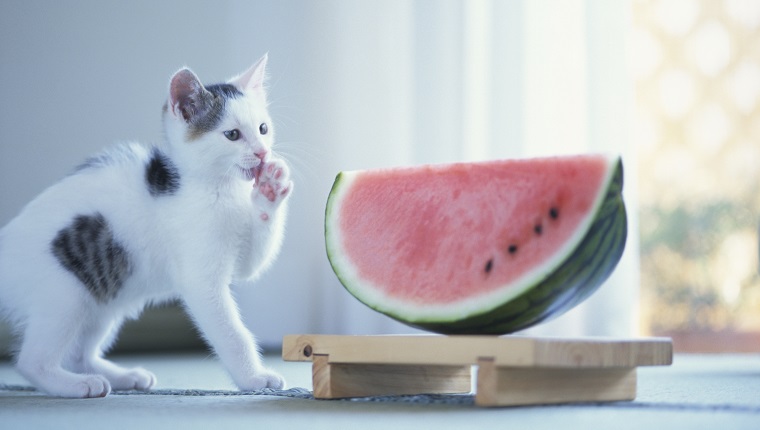 Kitten Licking Paw by Melon Wedge