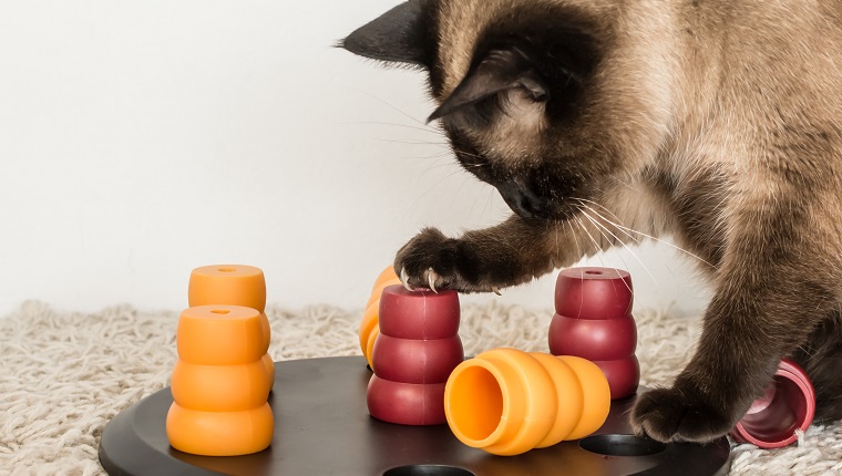 Clever siamese cat solving pet puzzle to get to the treats - square.