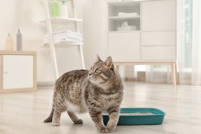 Adorable grey cat near litter box indoors. Pet care