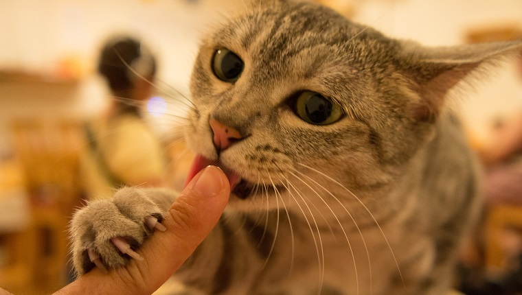 Cat liking human finger.