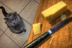 British shorthair cat in the kitchen waiting to be fed some of her favourite cheese.