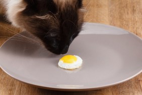 Small fried egg on a plate. Concept diet.