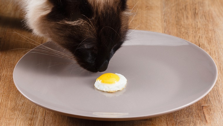 Small fried egg on a plate. Concept diet.