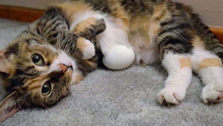 A cat lying down and playing on a carpet