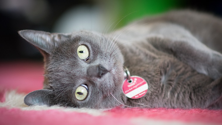 Portrait Of Cat Lying Down